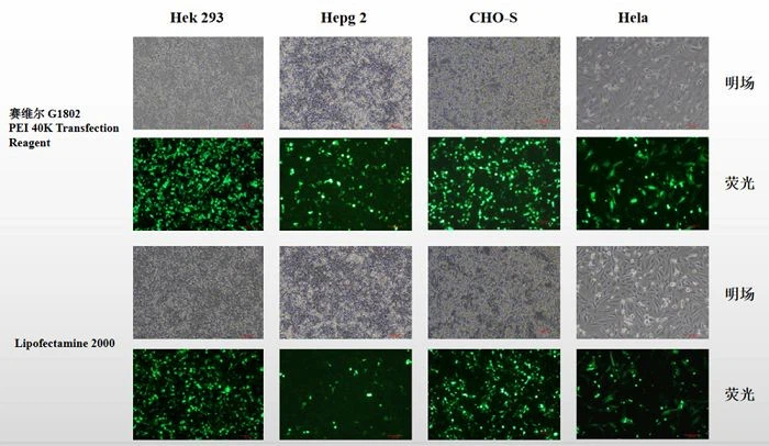 1647225602215605434(001)