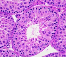 Animal Testicular Tissue Fixative Solution3 Animal Testicular Tissue Fixative Solution3