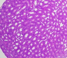 Animal Testicular Tissue Fixative Solution Animal Testicular Tissue Fixative Solution