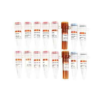 CF488 টিউনেল সেল অ্যাপোপটোসিস সনাক্তকরণ কিট